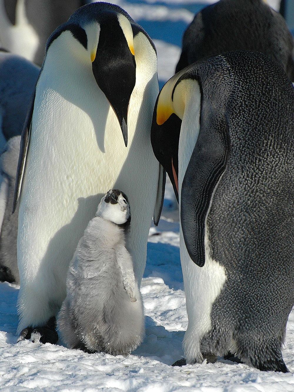 親のコウテイペンギンを見上げる灰色のヒナ