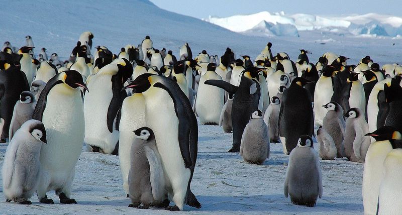 氷の上に集まるコウテイペンギンの群れ