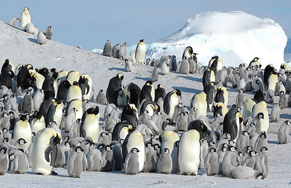 氷山を背景に集まるコウテイペンギンの群れ