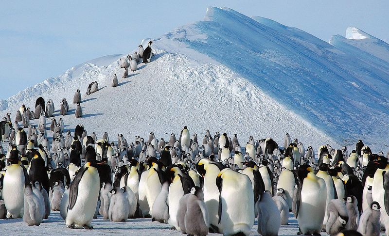 氷の丘をのぼるコウテイペンギンの群れ
