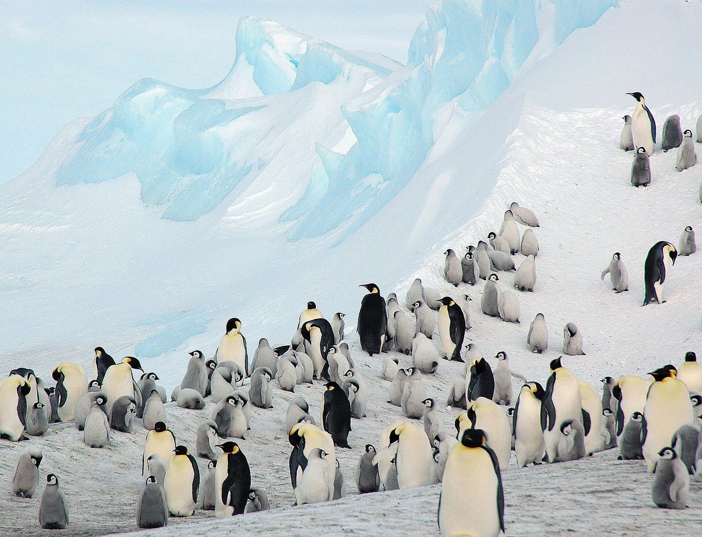 雪の斜面に広がるコウテイペンギンのコロニーと、背後の青い氷壁