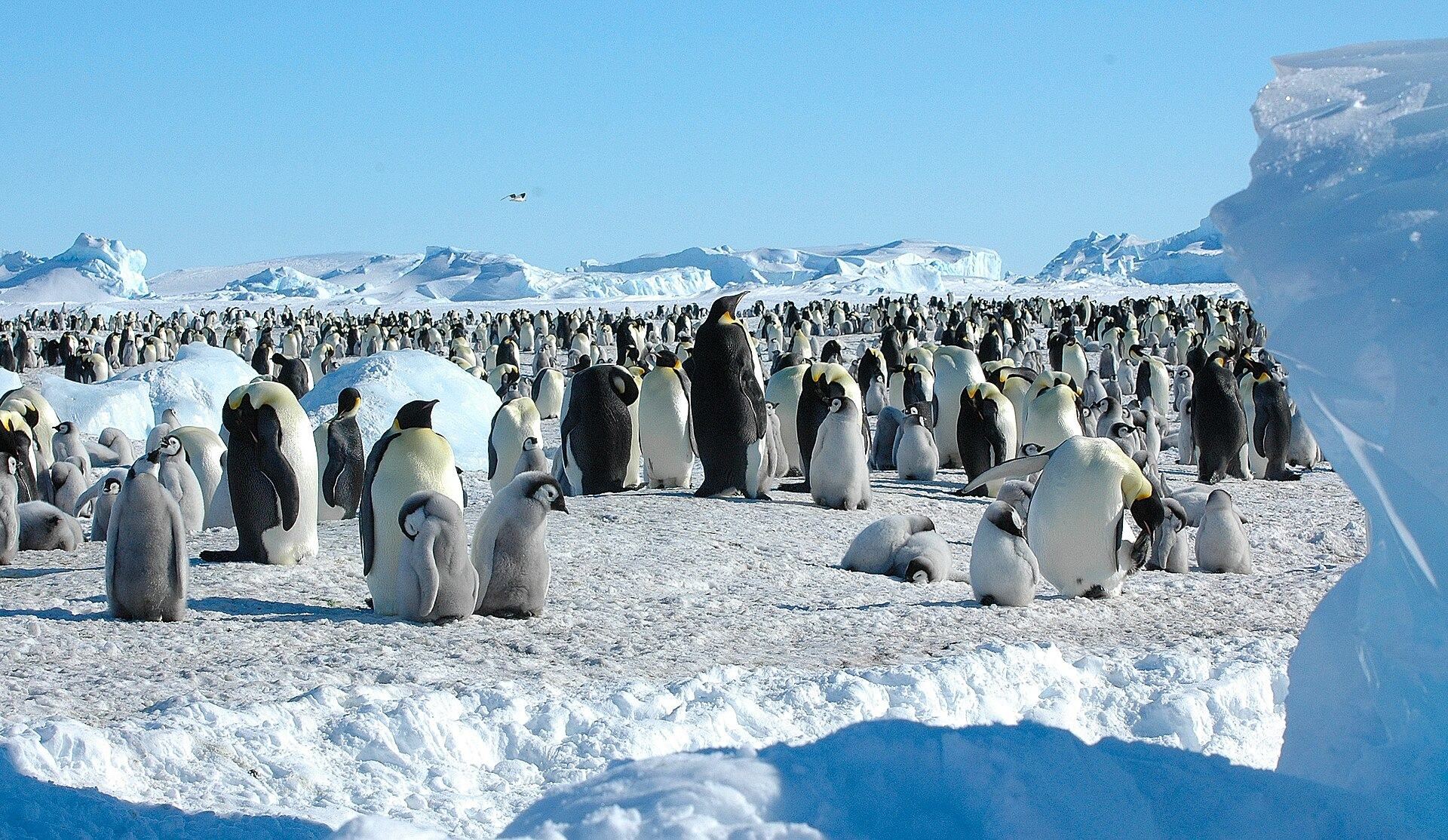 青空の下、氷原に広がるコウテイペンギンの大きなコロニー