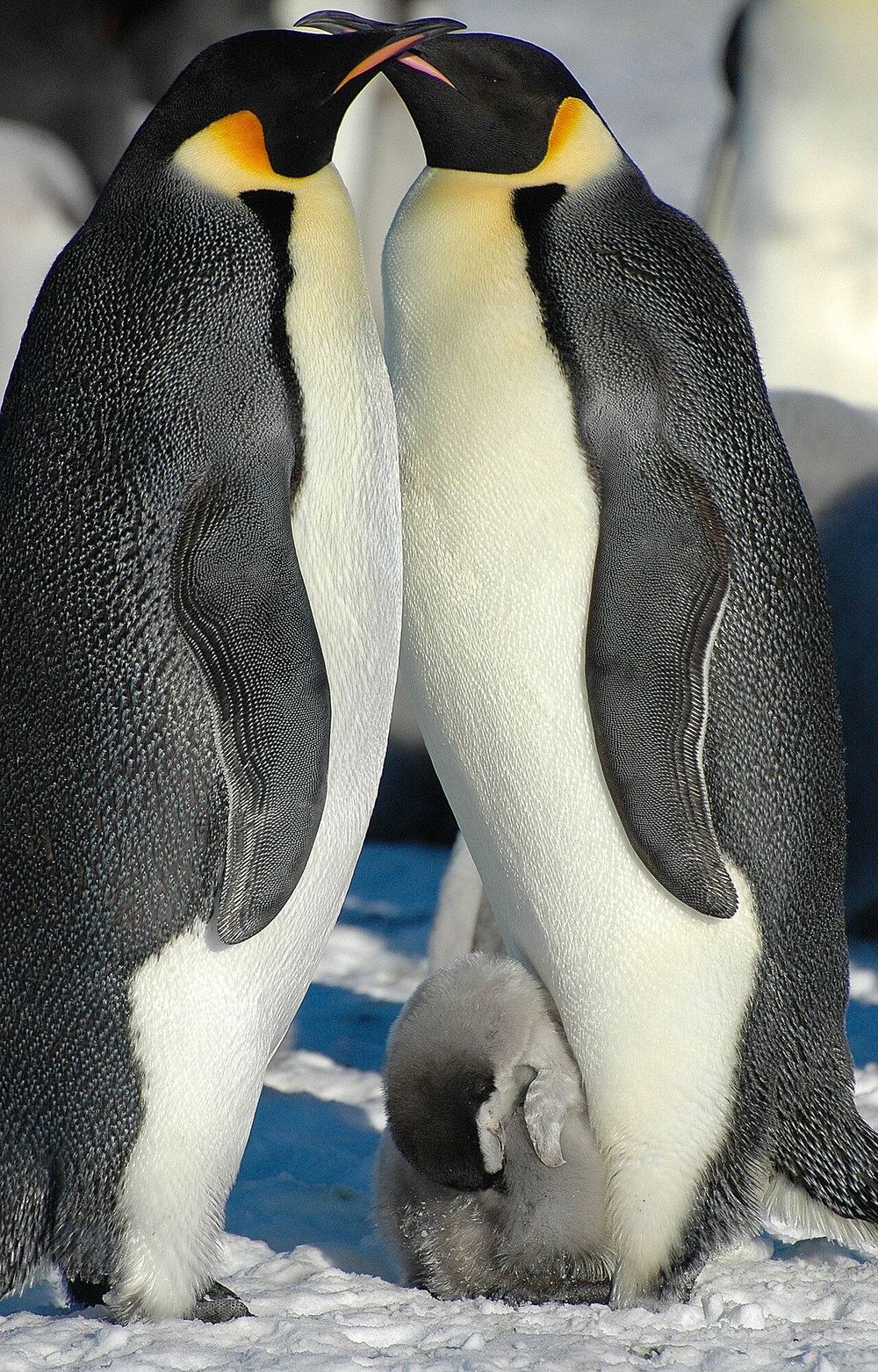 くちばしを交差させて向かい合う2羽のコウテイペンギンと、足もとで寄り添うヒナ