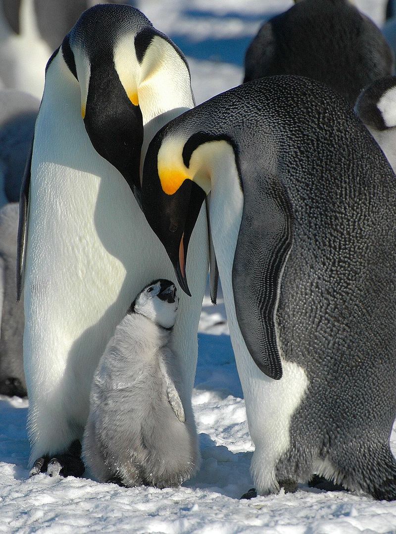 ヒナに顔を寄せる親のコウテイペンギン